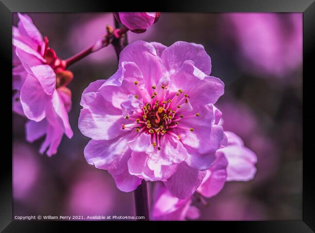 Pink Peach Blossom Blooming Macro Washington Framed Print by William Perry