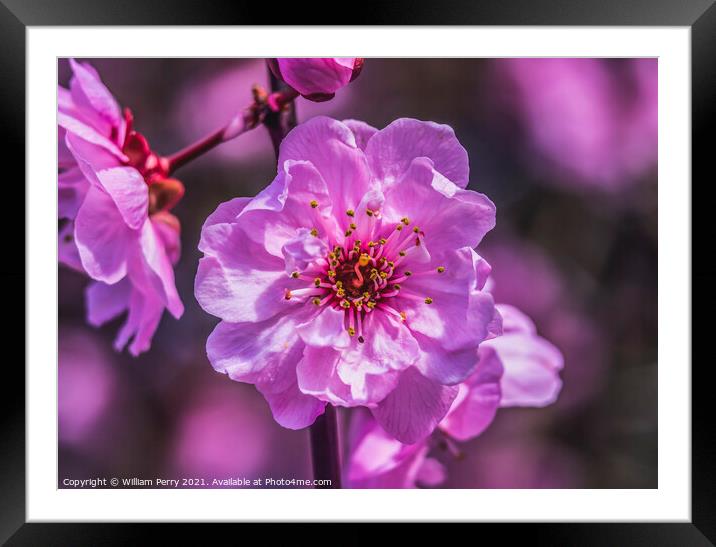 Pink Peach Blossom Blooming Macro Washington Framed Mounted Print by William Perry