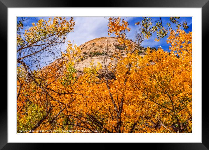 Yellow Cottonwood Trees White Rock Mountain Canyonlands Needles  Framed Mounted Print by William Perry