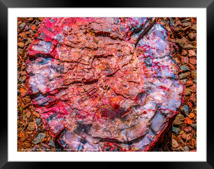 Petrified Wood Rock Log Abstract National Park Arizona Framed Mounted Print by William Perry