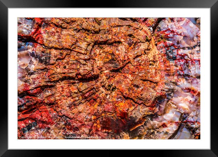 Petrified Wood Rock Log Abstract National Park Arizona Framed Mounted Print by William Perry