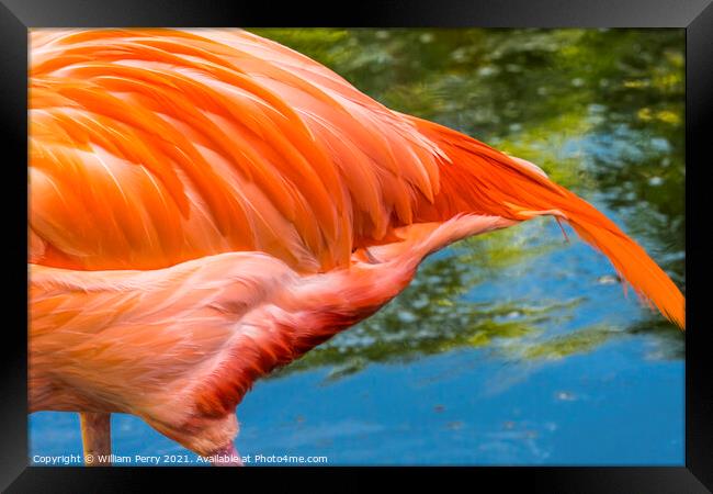 Colorful Orange Pink Feather American Flamingo Florida Framed Print by William Perry