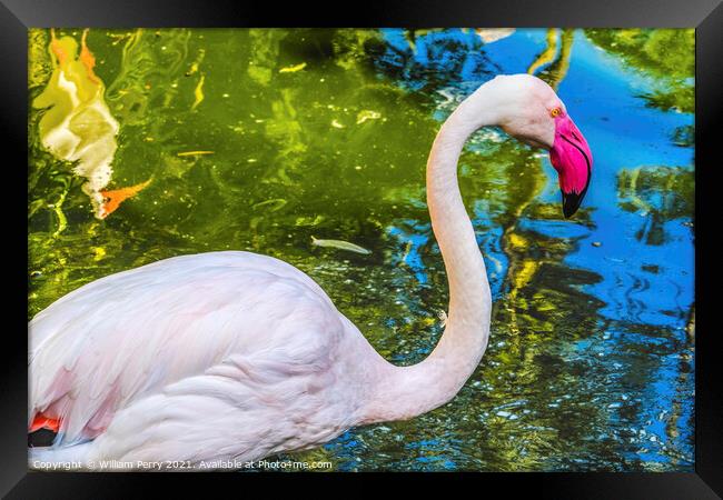 Colorful White Greater Flamingo Reflections Florida Framed Print by William Perry