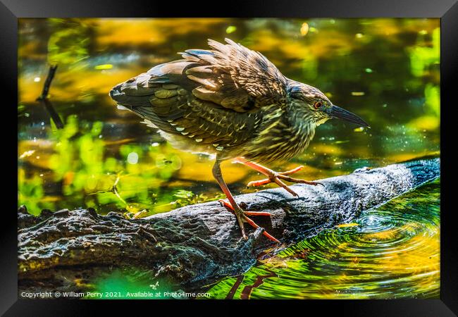 Immature Green Heron Looking For Fish Florida Framed Print by William Perry
