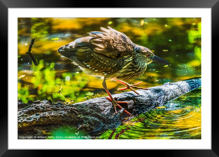 Immature Green Heron Looking For Fish Florida Framed Mounted Print by William Perry