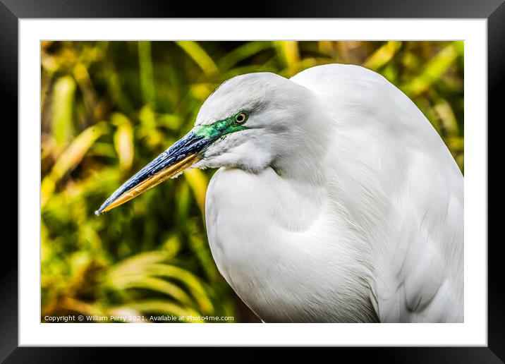 Great White Egret Florida Framed Mounted Print by William Perry