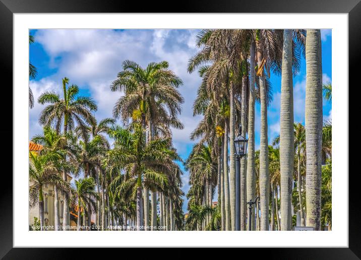 Palm Trees Street Buildings Palm Beach Florida Framed Mounted Print by William Perry