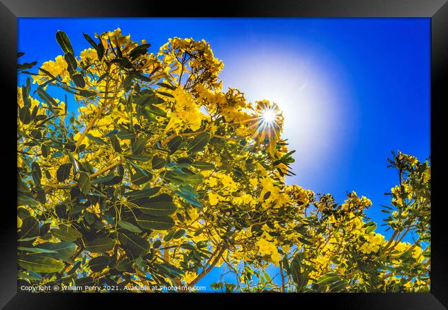 Sun Yellow Tropical Flowers Caribbean Trumpet Tree Palm Beach Fl Framed Print by William Perry