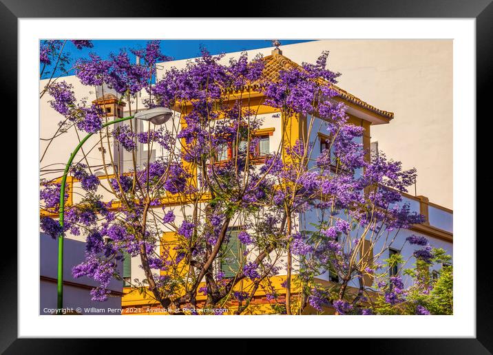 Colorful Jacaranda Flowers Yellow White Buildings Seville Spain Framed Mounted Print by William Perry