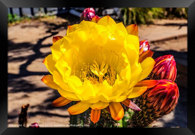 Yellow Prickley Pear Cactus Flower Old Town San Diego California Framed Print by William Perry