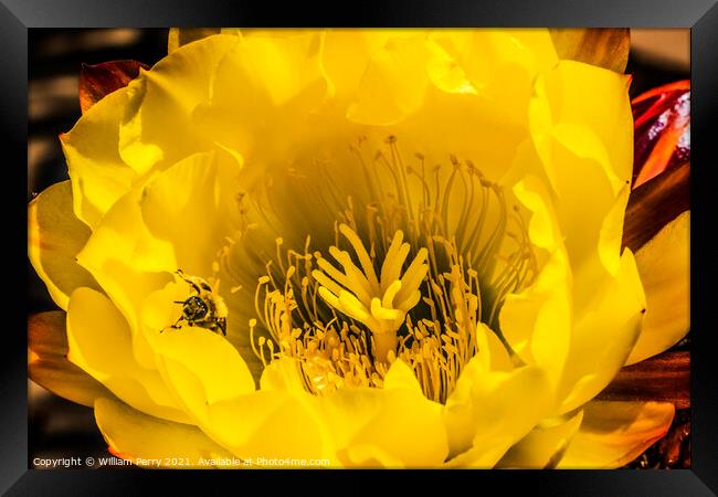 Yellow Prickley Pear Cactus Flower Old Town San Diego California Framed Print by William Perry