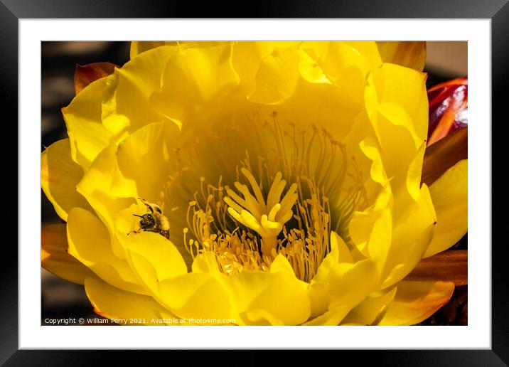 Yellow Prickley Pear Cactus Flower Old Town San Diego California Framed Mounted Print by William Perry
