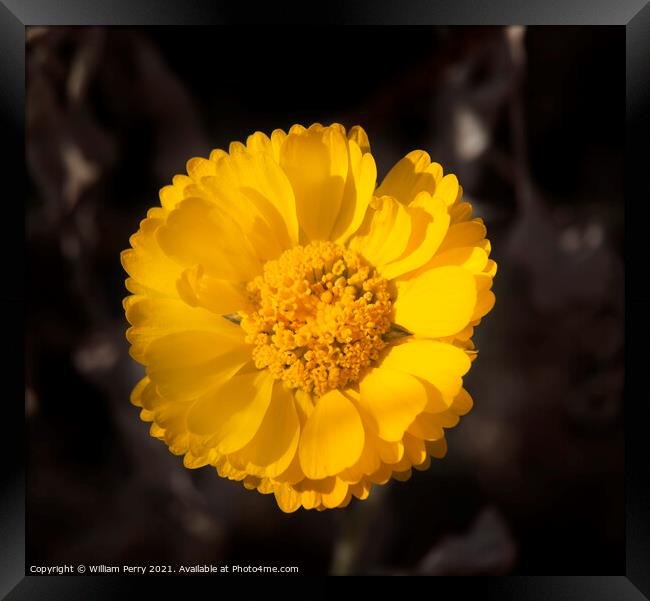 Bright Yellow Desert Marigold Baileya Mulitradiata Framed Print by William Perry