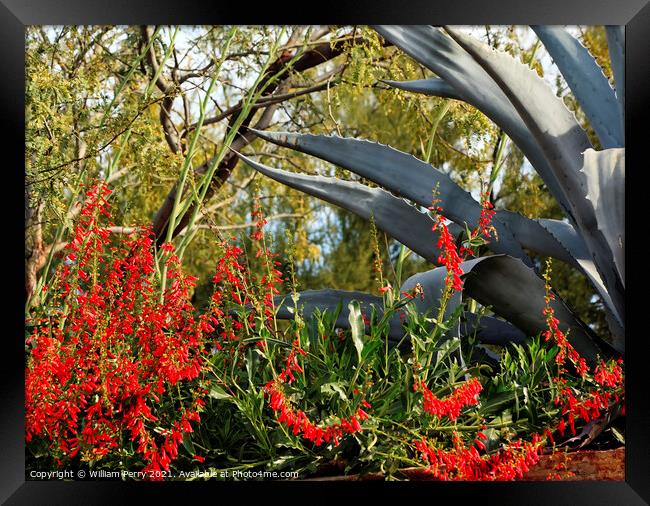 Red Ocotillo Flowers Agave Desert Botanical Garden Phoenix Arizo Framed Print by William Perry