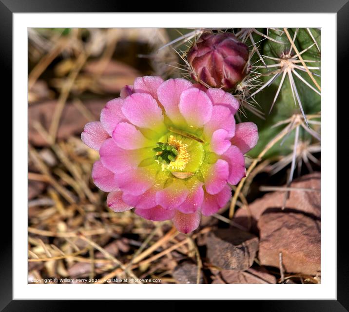 Pink Cactus Flower desert museum phoenix arizona Framed Mounted Print by William Perry