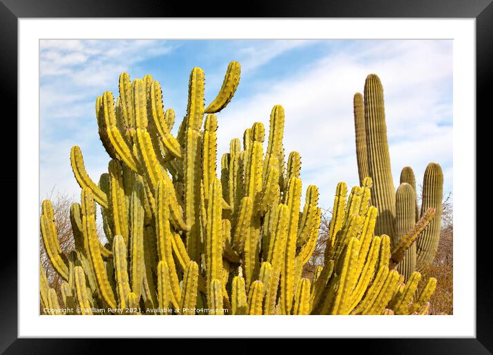 Organ Pipe Cactus Saguaro Desert Botanical Garden Phoenix Arizon Framed Mounted Print by William Perry