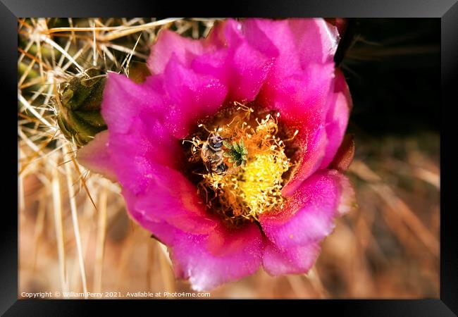 Pink Cactus Flower Bee phoenix arizona Framed Print by William Perry