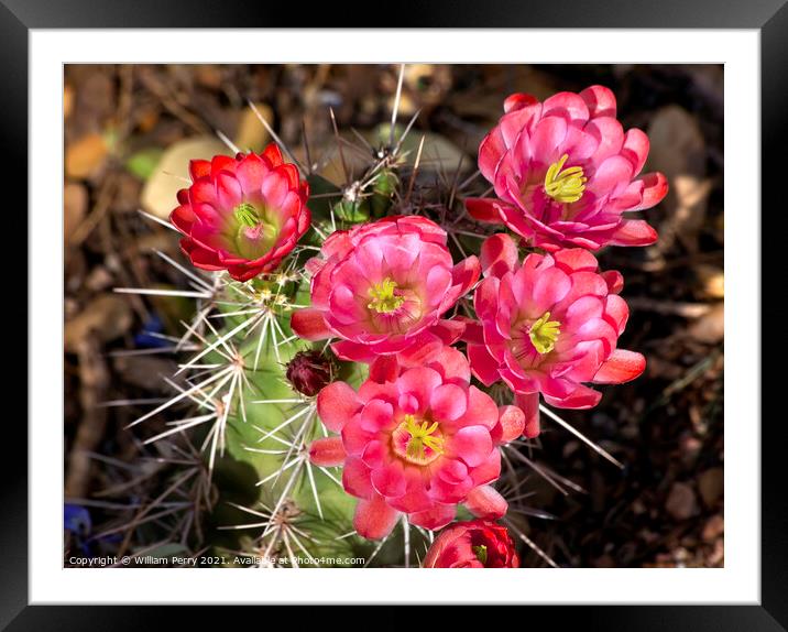 Pink Red Cactus Flowers Sonoran Desert Phoenix Arizona Framed Mounted Print by William Perry
