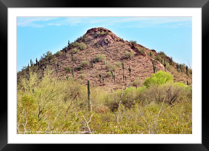 Saguaro Cactus Desert Botanical Garden Phoenix Arizona Framed Mounted Print by William Perry