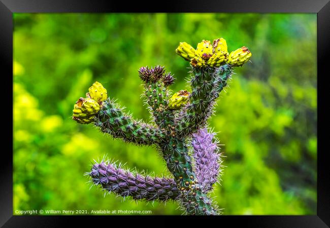 Yellow Blossoms Cane Cholla Cactus  Framed Print by William Perry