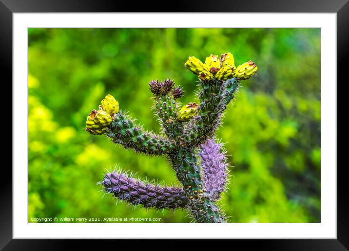 Yellow Blossoms Cane Cholla Cactus  Framed Mounted Print by William Perry