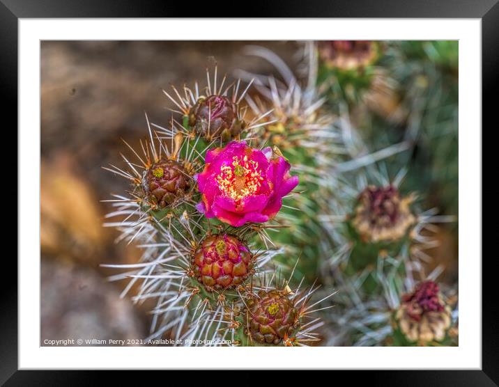 Pink Blossom Coastal Cholla Cactus Blooming Macro Framed Mounted Print by William Perry