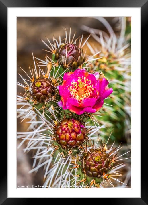 Pink Blossom Coastal Cholla Cactus Blooming Macro Framed Mounted Print by William Perry