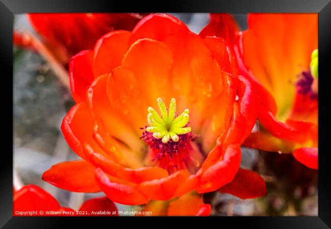 Red Orange Flowers Claret Cup Cactus  Framed Print by William Perry