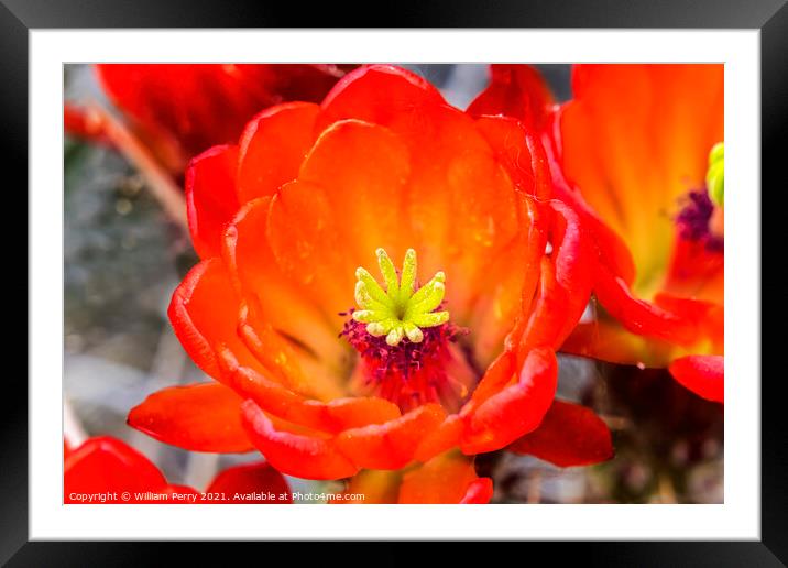 Red Orange Flowers Claret Cup Cactus  Framed Mounted Print by William Perry