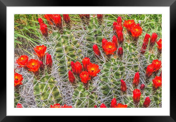 Red Orange Flowers Claret Cup Cactus  Framed Mounted Print by William Perry