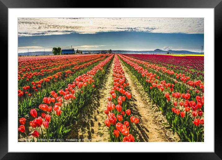 Pink Tulip Fields Farm Skagit County, Washington Framed Mounted Print by William Perry