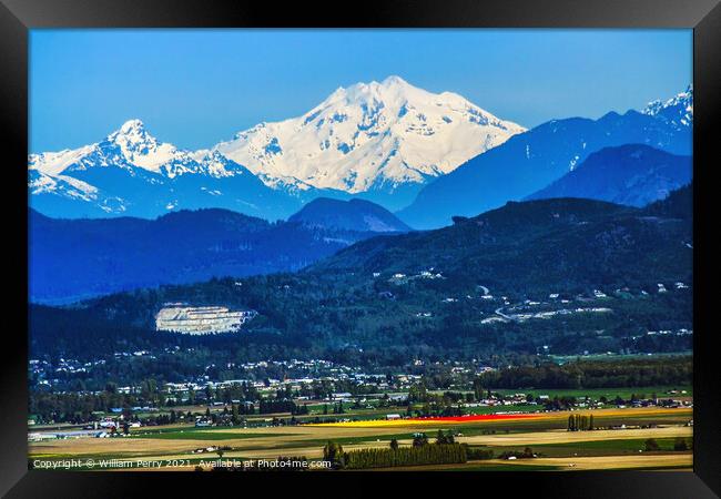 Snowy Mount  Baker at Tulip Time  Framed Print by William Perry