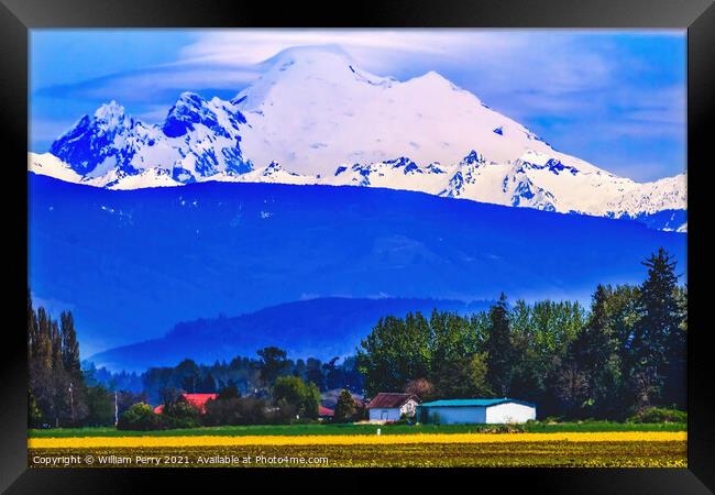 Mount Baker Skagit Valley Yellow Flowers Washington State Framed Print by William Perry