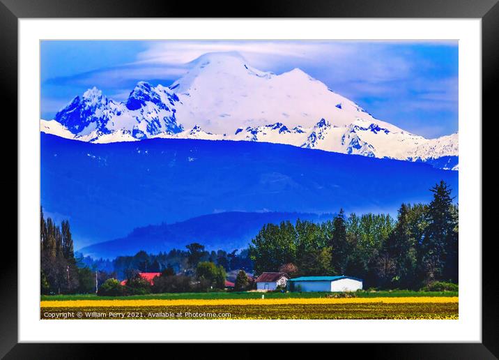 Mount Baker Skagit Valley Yellow Flowers Washington State Framed Mounted Print by William Perry
