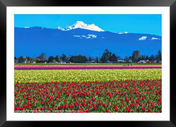 Colorful Red Tulips Farm Snowy Mount Baker Skagit Valley Washing Framed Mounted Print by William Perry