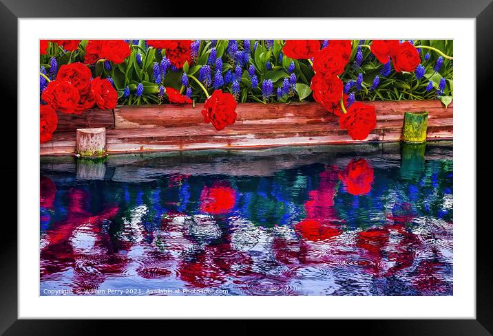 Red Tulips Blue Grape Hyacinty Reflection Skagit Valley Washingt Framed Mounted Print by William Perry