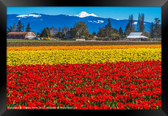 Colorful Red Tulips Farm Snowy Mount Baker Skagit Valley Washing Framed Print by William Perry