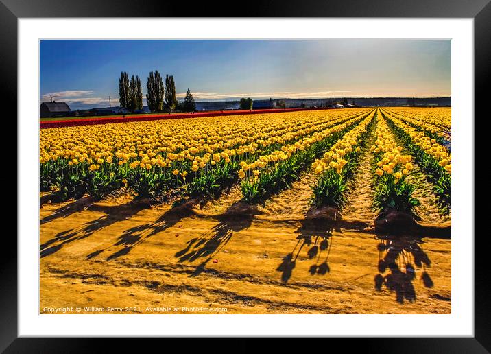 Yellow Tulip Fields with Shadows Framed Mounted Print by William Perry