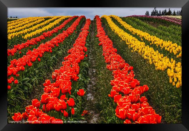 Red Yellow Tulip Hills Flowers Skagit Valley Washington State Framed Print by William Perry