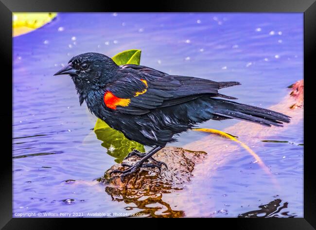 Red Wing Blackbird Crying Juanita Bay Park Lake Washington Kirkl Framed Print by William Perry
