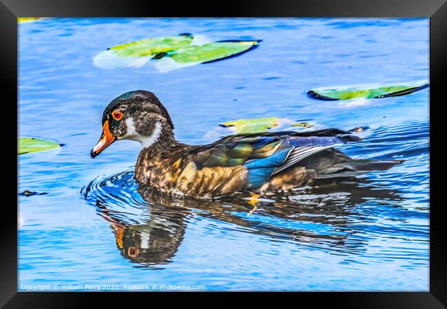 Male Wood Duck Juanita Bay Park Lake Washington Kirkland Washiin Framed Print by William Perry