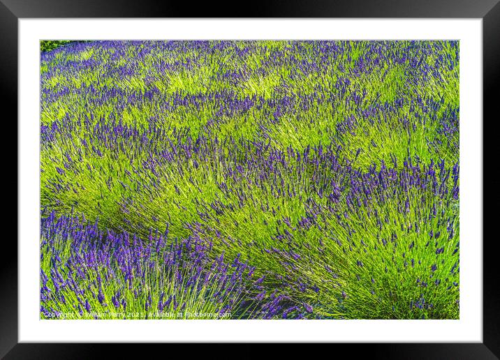 Purple Lavender Blossoms Blooming Patterns Abstract Washington  Framed Mounted Print by William Perry