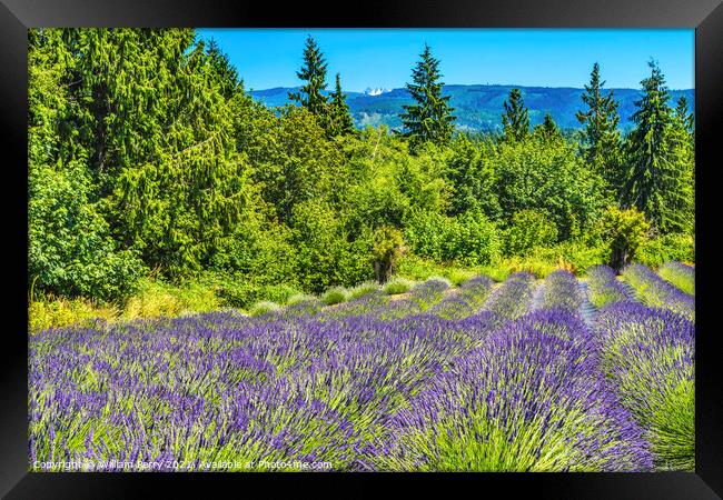 Purple Lavender Blossoms Blooming Farm Washington  Framed Print by William Perry