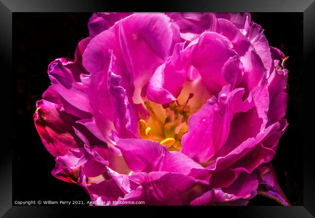 Pink Double Price Tulip Blooming Macro Framed Print by William Perry