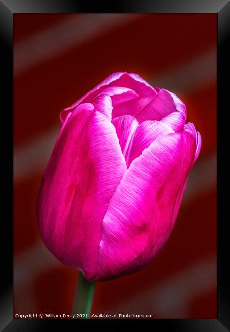 Pink White Darwin Tulip Blooming Macro Framed Print by William Perry