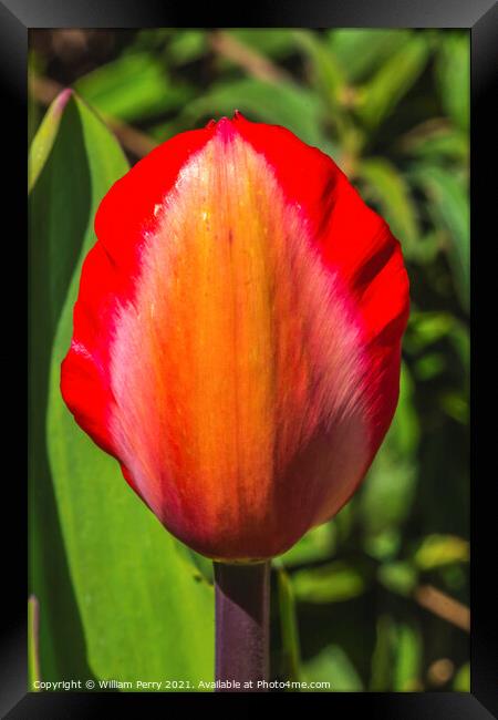 Red Yellow Darwin Tulip Blooming  Framed Print by William Perry