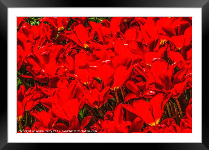 Red Tulip Fields Farm Skagit County, Washington Framed Mounted Print by William Perry