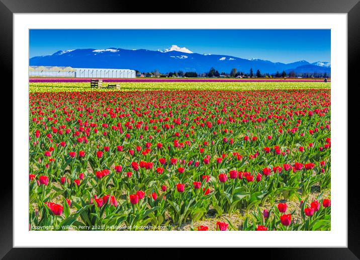 Colorful Red Tulips Farm Snowy Mount Baker Skagit Valley Washing Framed Mounted Print by William Perry
