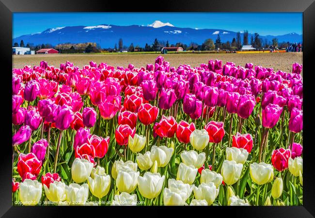 Colorful Pinke Tulips Farm Snowy Mount Baker Skagit Valley Washi Framed Print by William Perry