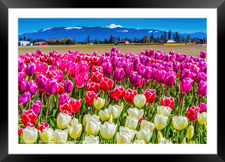 Colorful Pinke Tulips Farm Snowy Mount Baker Skagit Valley Washi Framed Mounted Print by William Perry